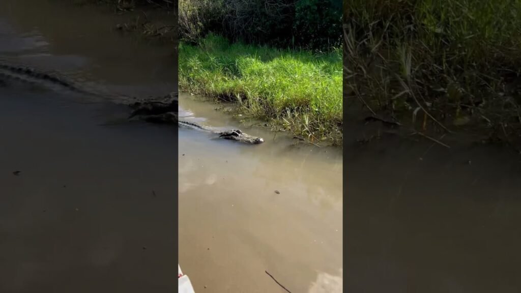 Everglades National Park Is at Spring Wildlife Peak Right Now — What That Actually Means for the Water Around Everglades City