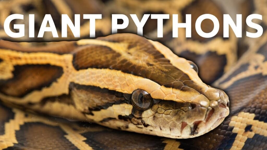 The Invasive Burmese Python Has Eaten 98 Percent of the Everglades' Small Mammals. The Story Is Worse Than You Think.