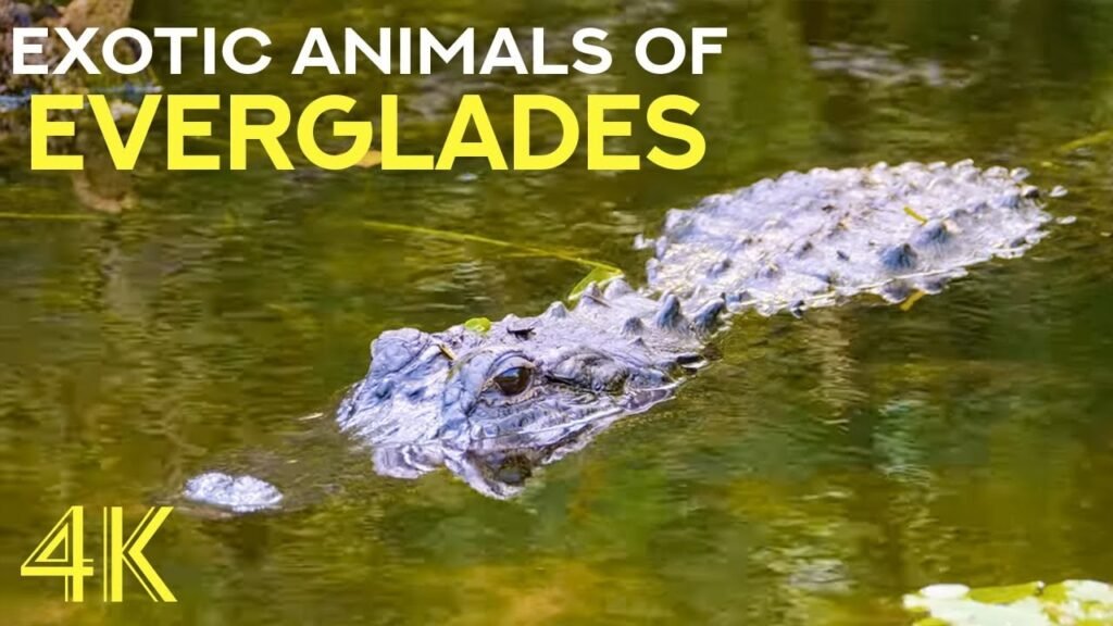 Orchids, Manatees, Crocodiles, and Roseate Spoonbills: The Wildlife Checklist Every Everglades Visitor Should Carry