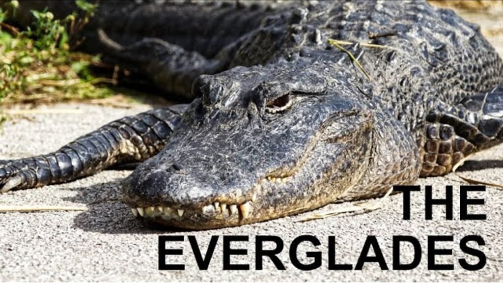 The National Geographic Photographer Who Has Visited the Everglades 40 Times Says This Is the One Thing Every First-Timer Gets Wrong The National Geographic Photographer Who Has Visited the Everglades 40 Times Says This Is the One Thing Every First-Timer Gets Wrong