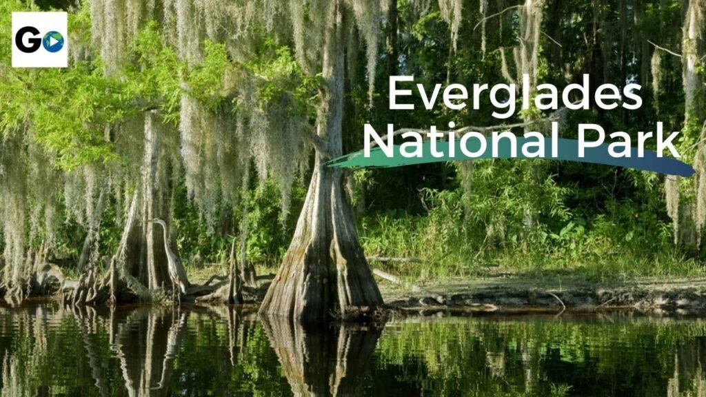 Why the Everglades Smells Different in June Than It Does in January — and What That Tells You About How the Ecosystem Actually Works