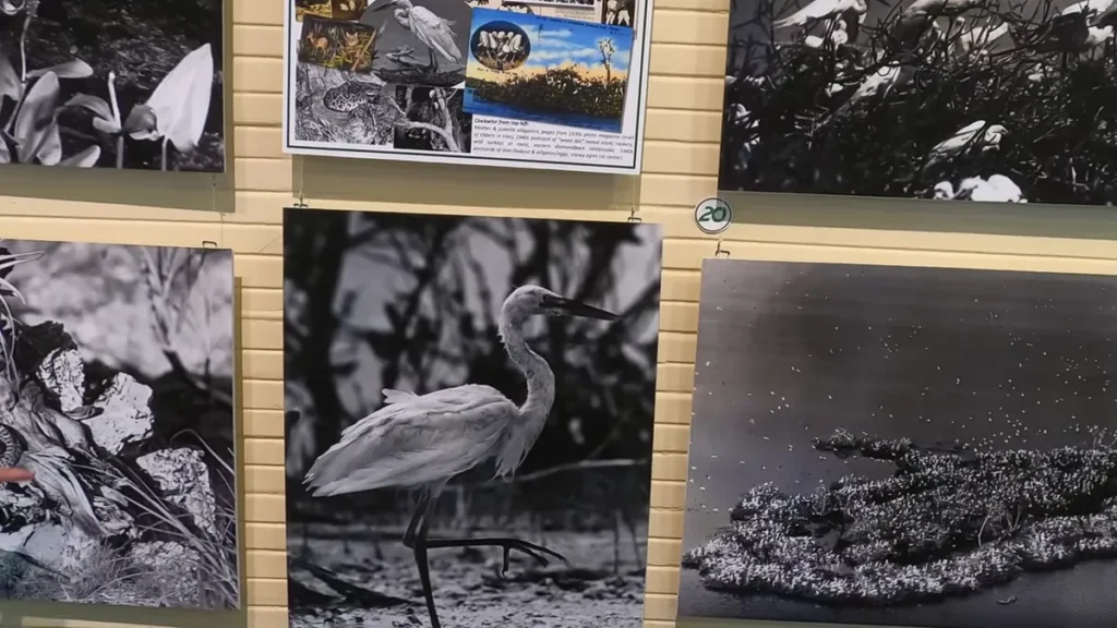 Museum of the Everglades in Everglades City: 6 Key Facts About Florida's Last Frontier History Site