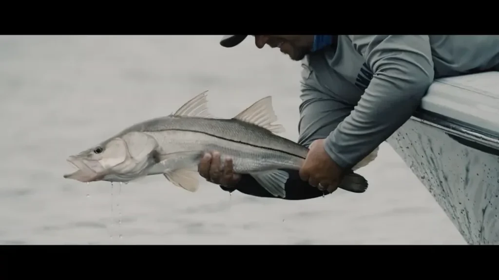 Everglades City Fishing Guides and Charters: 4 Charter Types, Top Species, and Booking Tips